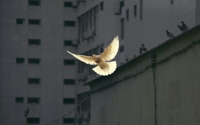 ISED-WB Signs the Peacebuilders’ Manifesto
